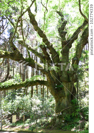 Momiyama Hachiman Shrine 102774339