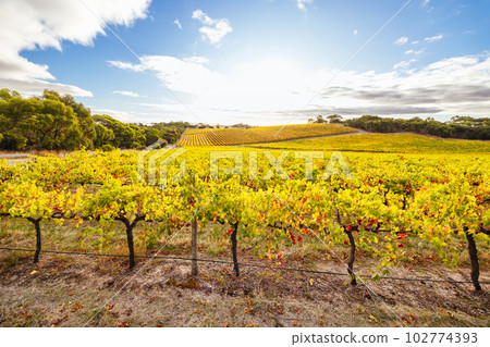 Mclaren Vale Wine Region Landscape in Australia Mclaren Vale Wine Region Landscape in Australia 102774393
