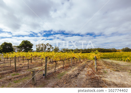 Mclaren Vale Wine Region Landscape in Australia Mclaren Vale Wine Region Landscape in Australia 102774402