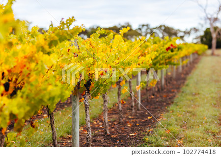 Coonawarra Grape Vines in Australia 102774418