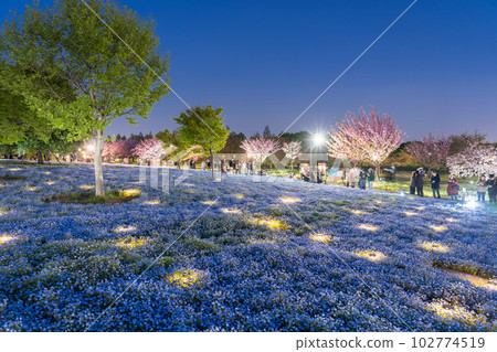 《Tokyo》 Nemophila Light Up・Spring Toneri Park 《Tokyo》 Nemophila Light Up・Spring Toneri Park 102774519