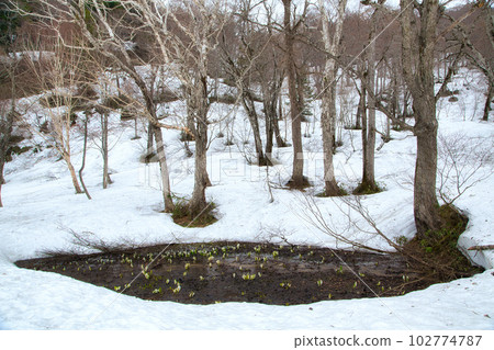 Oze where the snow remains 102774787