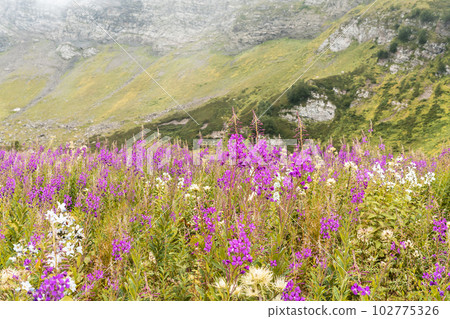 Mountain landscape with pink fireweed flowers in the foreground, mountains in white haze of clouds, beautiful view Mountain landscape with pink fireweed flowers in the foreground, mountains in white haze of clouds, beautiful view 102775326