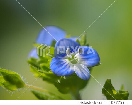 柔和陽光下的河豚花（星眼藍花特寫） 102775533