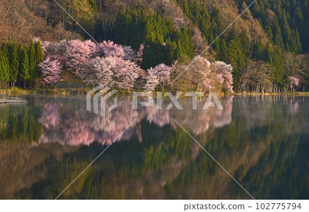 信州之春，長野縣大町市中綱湖水鏡櫻花 102775794
