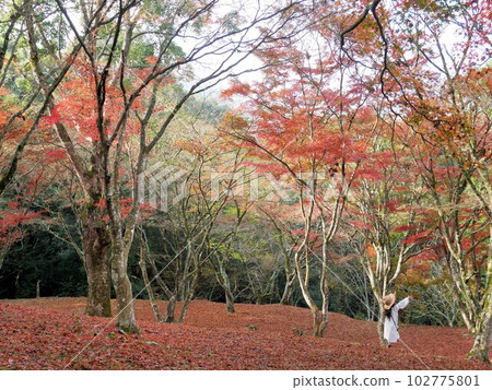 Girl playing with red autumn leaves (Rokujo Ruins, Hitoyoshi City, Kumamoto Prefecture) Girl playing with red autumn leaves (Rokujo Ruins, Hitoyoshi City, Kumamoto Prefecture) 102775801