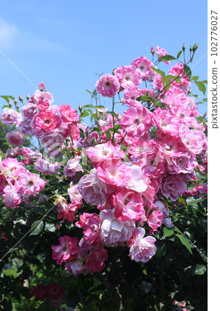 Rose pink iceberg 102776027