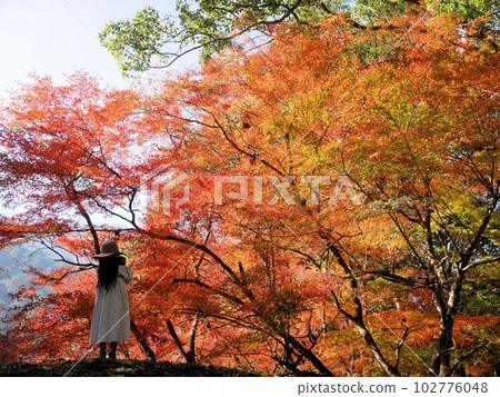 Girl and red autumn leaves (Fumoto Castle Ruins, Hitoyoshi City, Kumamoto Prefecture) Girl and red autumn leaves (Fumoto Castle Ruins, Hitoyoshi City, Kumamoto Prefecture) 102776048