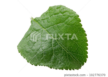 Green leaf isolated. Plum leaf on white background. Green leaf isolated. Plum leaf on white background. 102776370