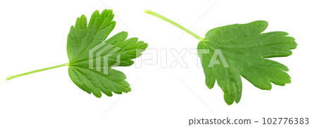 Green leaves of gooseberry, isolated on white background.File contains clipping path. Green leaves of gooseberry, isolated on white background.File contains clipping path. 102776383