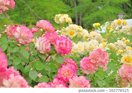 Beautiful roses in the rose garden of the town administration memorial park in Ina Town, Saitama Prefecture Beautiful roses in the rose garden of the town administration memorial park in Ina Town, Saitama Prefecture 102776525