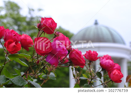 Rose flowers blooming in the park Rose flowers blooming in the park 102776739