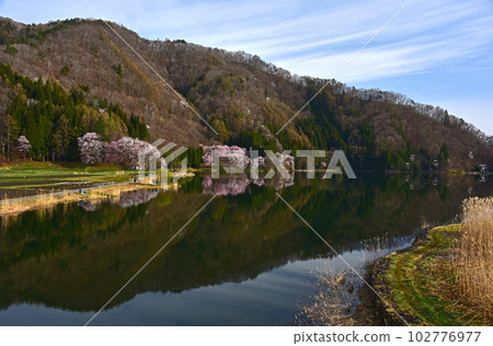 Spring in Shinshu, water mirror cherry blossoms on Lake Nakatsuna, Omachi City, Nagano Prefecture 102776977