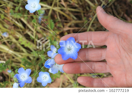 六瓣 nemophila 花 六瓣 nemophila 花 102777219