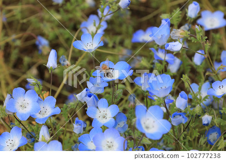 蜜蜂對 nemophila 蜜蜂對 nemophila 102777238