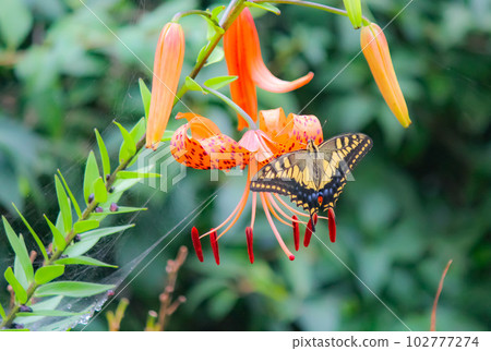 Swallowtail butterfly perched on a tiger lily petal Swallowtail butterfly perched on a tiger lily petal 102777274