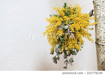 含羞草和桉樹飛球 含羞草和桉樹飛球 102778246