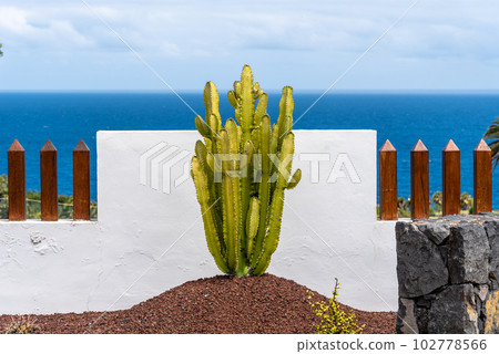 Cactus and fence on a luxurious tropical oceanfront estate 102778566