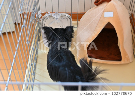 Chihuahua drinking water Automatic pet waterer Water drinker Water server Chihuahua drinking water Automatic pet waterer Water drinker Water server 102778670