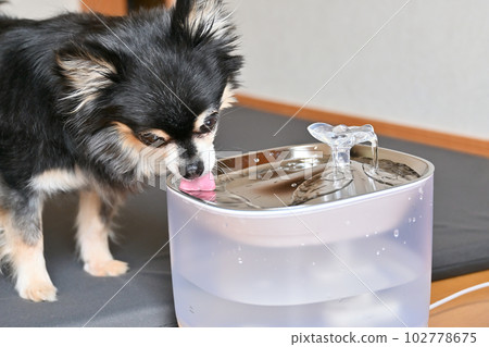 Chihuahua drinking water Automatic pet waterer Water drinker Water server 102778675