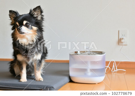 Chihuahua drinking water Automatic pet waterer Water drinker Water server 102778679