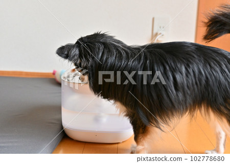 Chihuahua drinking water Automatic pet waterer Water drinker Water server Chihuahua drinking water Automatic pet waterer Water drinker Water server 102778680