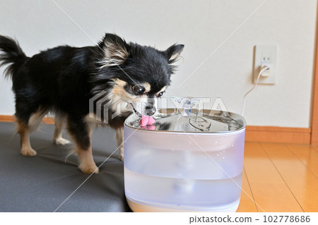 Chihuahua drinking water Automatic pet waterer Water drinker Water server 102778686