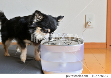 Chihuahua drinking water Automatic pet waterer Water drinker Water server Chihuahua drinking water Automatic pet waterer Water drinker Water server 102778687