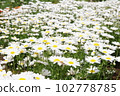 White snow Small white flowers 102778785