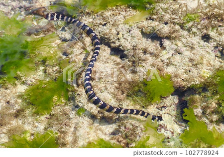 A sea snake swimming in a tide pool 102778924