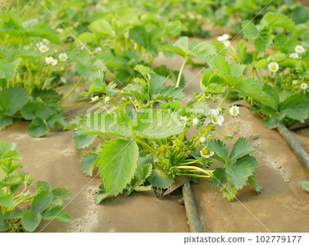 Strawberries field bio plantation white flowers blooming under mulch foil strawberry growing organic flowering bloom grows leaves leaf green farm close up farming closeup detail fresh gardening f 102779177