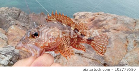 與周圍顏色同化的蝎子魚 與周圍顏色同化的蝎子魚 102779580