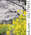 強姦花朵和櫻花 102779655