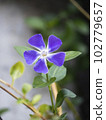 一個長春花 102779657