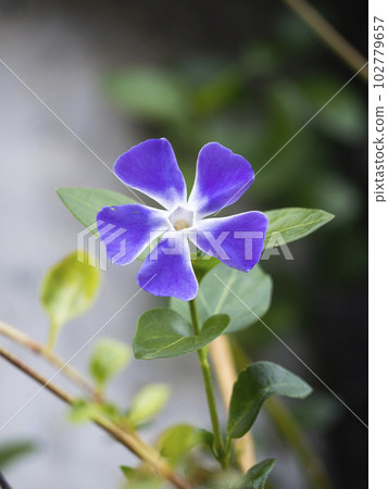 一個長春花 一個長春花 102779657