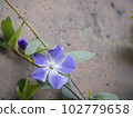 長春花 102779658