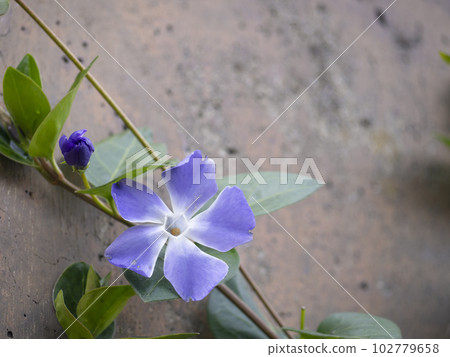 長春花 長春花 102779658