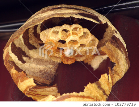 Wasp of the hornet Wasp of the hornet 102779739