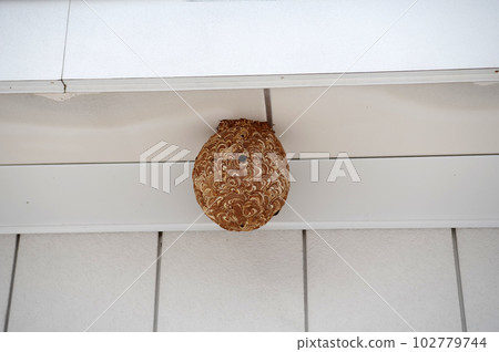 大黃蜂的黃蜂 102779744