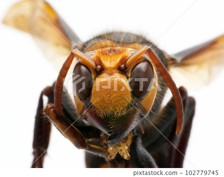 大黃蜂的特寫 102779745