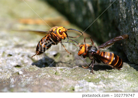 Hornet Hornet 102779747