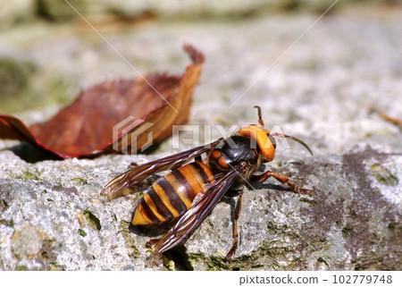 Hornet Hornet 102779748