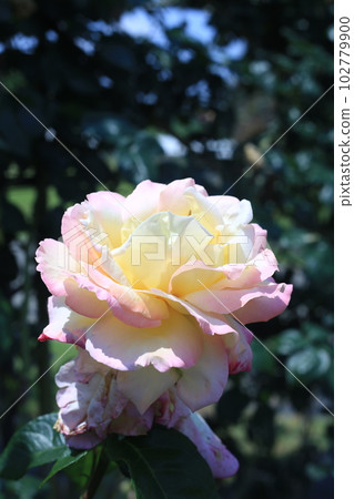 玫瑰藤片 玫瑰藤片 102779900