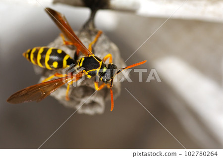 長腿和窩 102780264