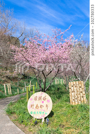 Cherry blossoms at Sakuma Dam Lake Shinsui Park, Kyonan Town, Chiba Prefecture Cherry blossoms at Sakuma Dam Lake Shinsui Park, Kyonan Town, Chiba Prefecture 102780333