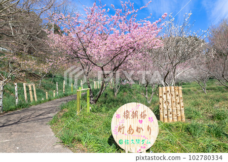 千葉縣慶南町佐久間水壩湖心水公園的櫻花 102780334