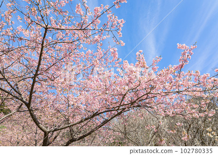 千葉縣慶南町佐久間水壩湖心水公園的櫻花 102780335