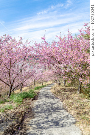 千葉縣慶南町佐久間水壩湖心水公園的櫻花 千葉縣慶南町佐久間水壩湖心水公園的櫻花 102780341