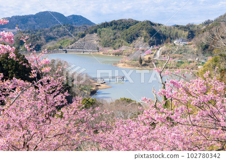 Cherry blossoms at Sakuma Dam Lake Shinsui Park, Kyonan Town, Chiba Prefecture 102780342
