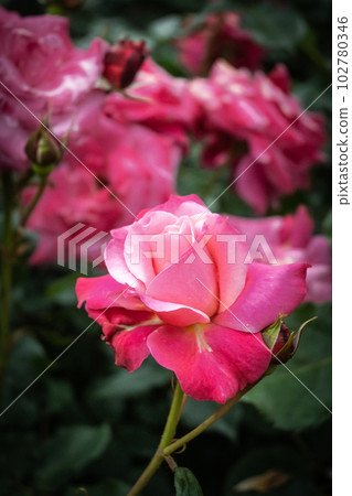 在五月的細雨中以淡淡的粉紅色花朵美麗綻放的玫瑰 102780346